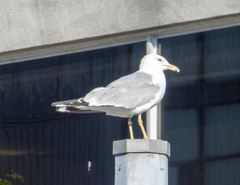Larus delawarensis