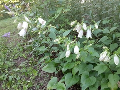 Campanula punctata punctata