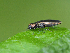 Agrilus masculinus