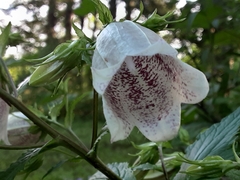 Campanula punctata punctata