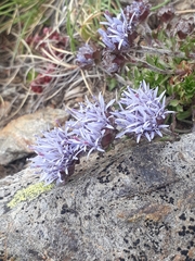 Jasione crispa