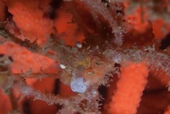 Macropodia falcifera