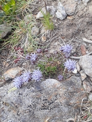 Jasione crispa