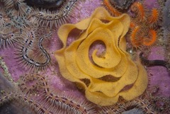 Dendrodoris caesia
