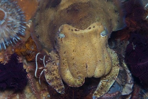 Sepia vermiculata
