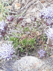 Jasione crispa