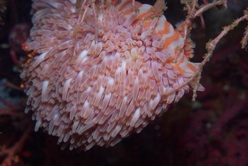 Preactis millardae
