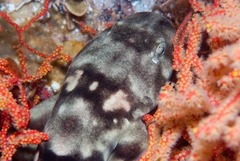 Haploblepharus pictus