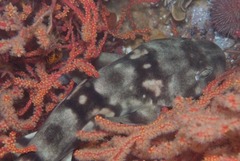 Haploblepharus pictus