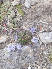 Jasione crispa