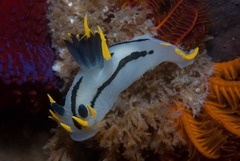 Polycera capensis