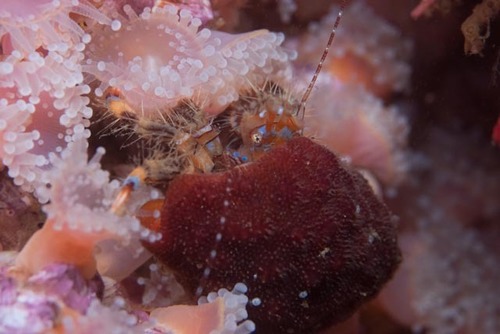 Pagurus liochele