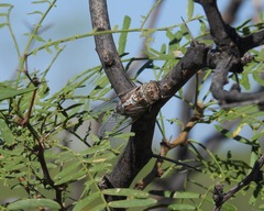 Diceroprocta eugraphica