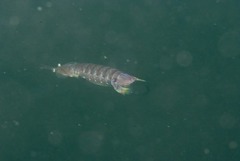 Pterygosquilla capensis