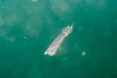 Pterygosquilla capensis