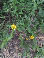 Chrysactinia pinnata