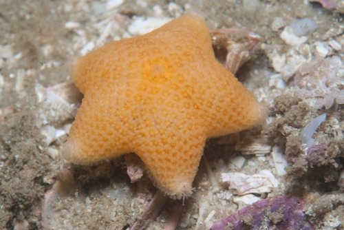 Pteraster capensis