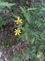 Chrysactinia pinnata
