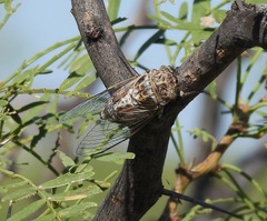 Diceroprocta eugraphica