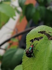 Pilolabus viridans