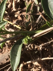 Ditaxis humilis