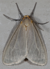 Pagara simplex