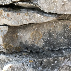 Leproplaca cirrochroa