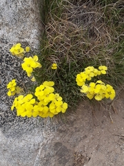 Erysimum duriaei pyrenaicum