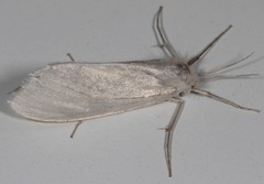 Rupela tinctella