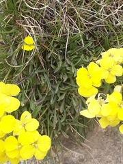 Erysimum duriaei pyrenaicum