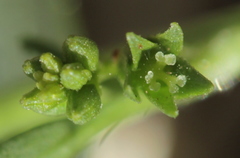 Ditaxis humilis