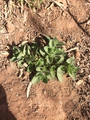 Scutellaria drummondii