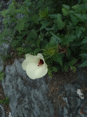 Hibiscus acicularis