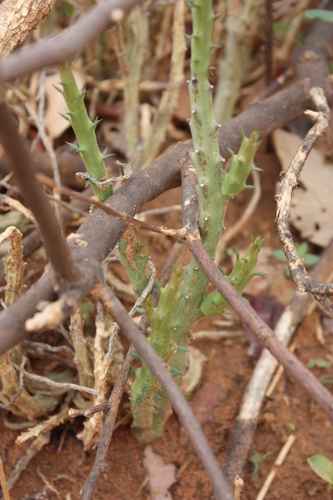 Ceropegia adscendens image