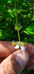 Salvia podadena