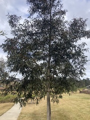 Corymbia henryi