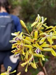 Epidendrum scytocladium