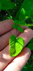 Salvia podadena