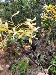 Epidendrum scytocladium