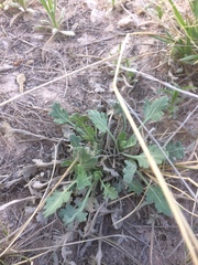 Parthenium confertum