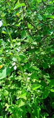 Salvia podadena