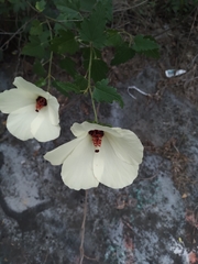 Hibiscus acicularis