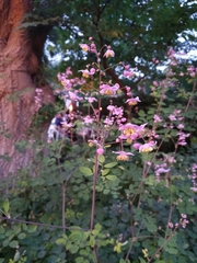 Thalictrum rochebruneanum