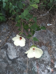 Hibiscus acicularis
