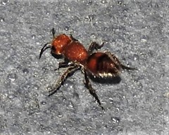 Dasymutilla scaevola