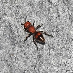 Dasymutilla scaevola