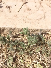 Ammoselinum popei