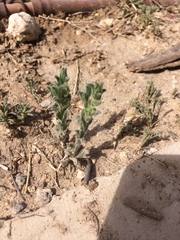 Lappula occidentalis