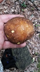 Xanthoconium affine maculosus