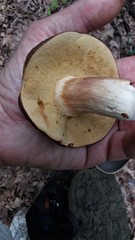 Xanthoconium affine maculosus